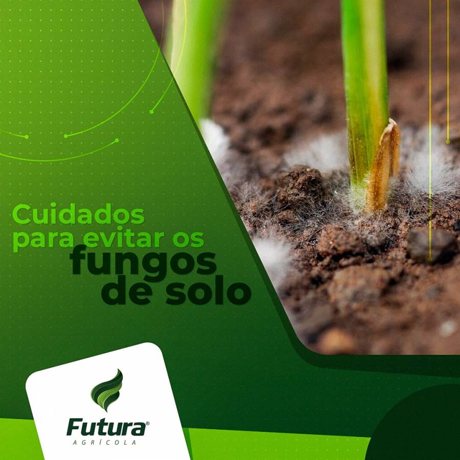 Cuidados para Evitar os Fungos de Solo
