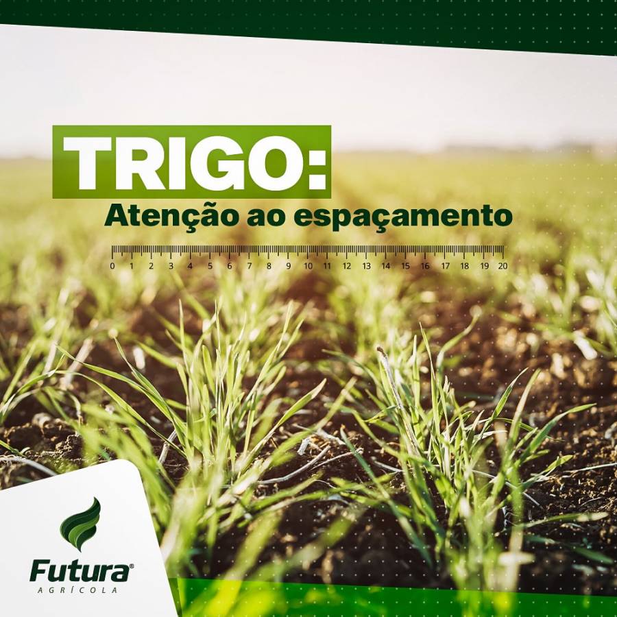 Trigo - Atenção ao Espaçamento